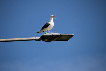 A Herring Gull on a street light