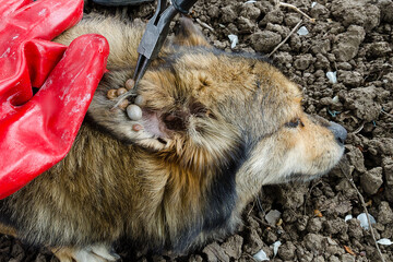 A stray dog with ticks. Lots of ticks. Rescue of animals from insects. Dangerous. Beware of infectious disease.