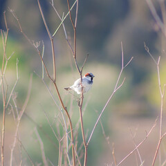 Pajarito en rama