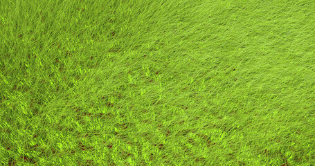Background of green grass swaying in the wind 3D.