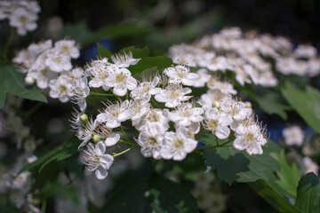 A branch of stunning Hawthorn blossom aka Crataegus monogyna. the bud may. white flowers of Beltane