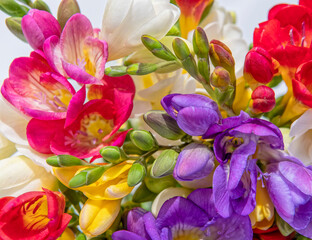 variety of colorful freesia flowers top view closeup, natural background