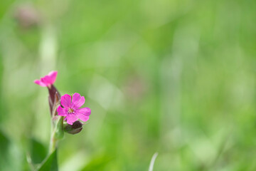 Red Campion (Silene dioica). Light green bokeh in background. Copy space.