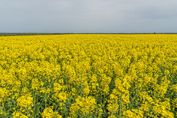 Fields with rapeseed on a sunny day. Rapeseed cultivation. Large yellow field of rape seeds