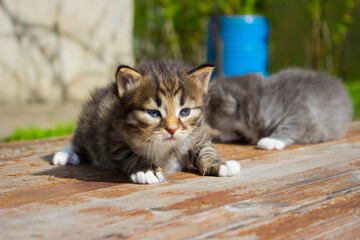 Cute tabby kitten lies on white plaid at home. Newborn kitten, Baby cat, Kid animal and cat concept. Domestic animal. Home pet. Cozy home cat, kitten.