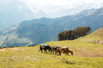 A herd of pack horses make their way up a hill on the Bhrigu Lake trek in northern India © Christine