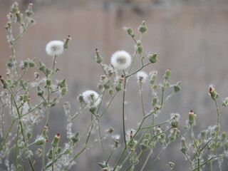 flowers in the wind