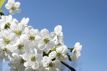 On the background of the blue sky a branch with a bloom from an apricot tree. Background or postcard