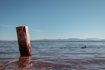 wooden pile washed by the waters of the lake with the mountains in the background