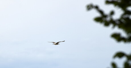 airplane in flight