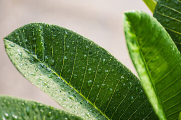 Close-up to rain drops on green leaves after rain.