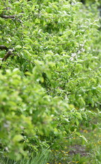 Obraz premium green moss background