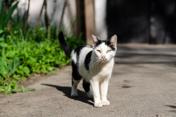 Naklejka na ściany i meble The street cat is sitting in the sun. The yard cat walks on the street. Abandoned pet.