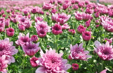 Pink chrysanthemum blooming on nature background