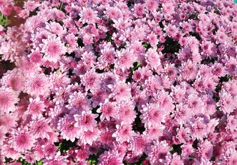 Pink chrysanthemum blooming on nature background