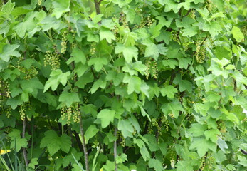green ivy wall
