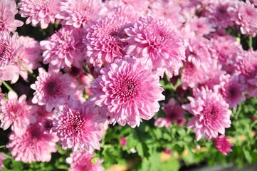 Obraz premium Pink chrysanthemum blooming on nature background