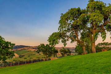 Landscape at a vineyard in the spring in Napa Valley, California, USA