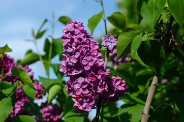Spring purple flowers. Flower bed. Lilac color. May flowers.