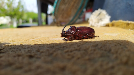 A brown rhino beetle. close-up.