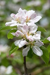 Weiß-rosa Apfelblüte