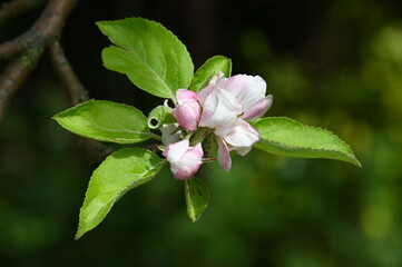 Weiß-rosa Apfelblüte