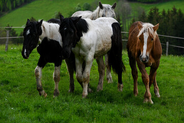 Fototapeta premium Mostviertel