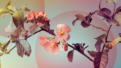branch with spring flowers in oriental style, studio photography.