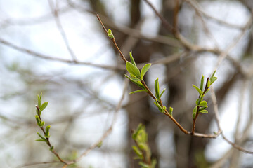 Spring. Green leaves of blossoming trees. Close-up.