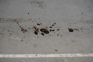 Cow dung on an asphalt road hit by the wheel of the car pedal.