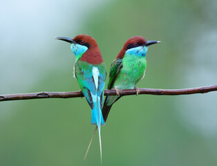 Twin green bird with red head long beaks and tail cross perching on wet branch on rainny day over fine blur background, blue-throated bee-eater (merops viridis)