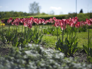 Tulipany kwitnące wiosną - obrazy, fototapety, plakaty