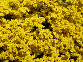 Krzew żółty kwitnący