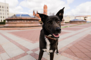 Portrait of animal. Black mongrel dog