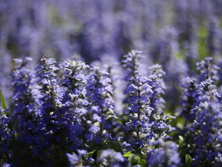 Roślina kwitnąca fioletowa