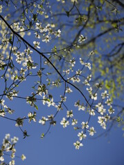 Listki białe kwitnącego drzewa