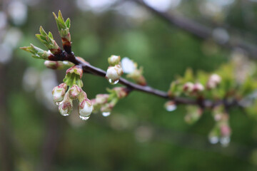 Close-up of Sour cherry tree blossoms on branches covered by raindrops. Prunus, cerasus on springtime