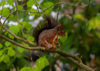 Naklejka na ściany i meble Dutch red squirrel in a tree eating 