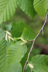 European or common hornbeam with young fresh green leaves and flowers. Carpinus betulus