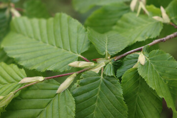 European or common hornbeam with young fresh green leaves and flowers. Carpinus betulus