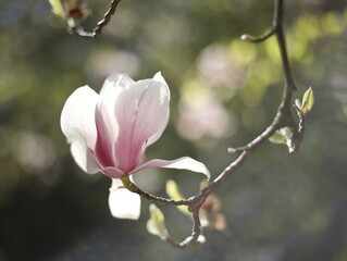 Magnolia kwiat kwitnienie - obrazy, fototapety, plakaty