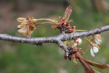 Cherry tree flowers on branch damaged by unespected frost on springtime. Prunus avium