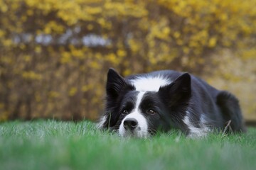 Cute Border Collie with Head Down in Green Grass in the Garden. Adorable Black and White Dog Lies Down on Lawn.