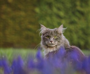 Cute Young Maine Coon Cat with Green Eyes Sits behind Muscari in the Garden. Blue Tabby Cat Outside with Green Natural Background.