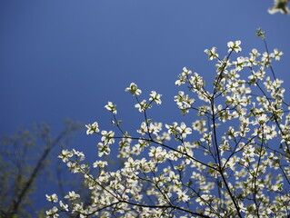 Listki białe kwitnącego drzewa © Seance_Photo_Sylwia