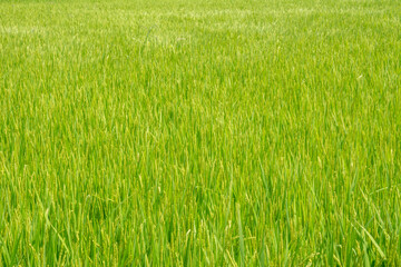 実り始めた稲穂