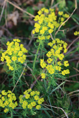 Cypress spurge yellow flowers in the meadow. Euphorbia cyparissias plant in bloom