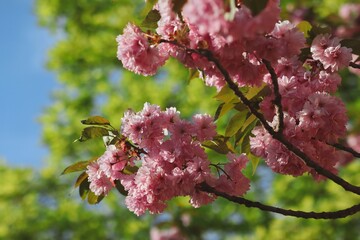 Beautiful Pink Blossoms of Prunus Serrulata in Spring Garden with Green Tree Background. Japanese Cherry Tree during Springtime.