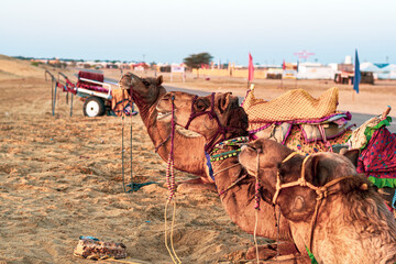 Camels in the desert of Jaisalmer waiting for tourist. 