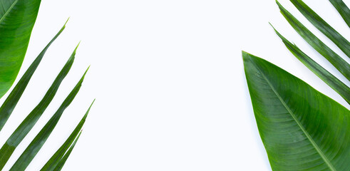 Tropical leaves on white background. Summer background concept